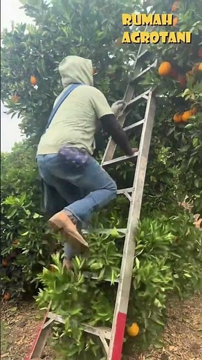Here's How to Harvest Oranges by Climbing...