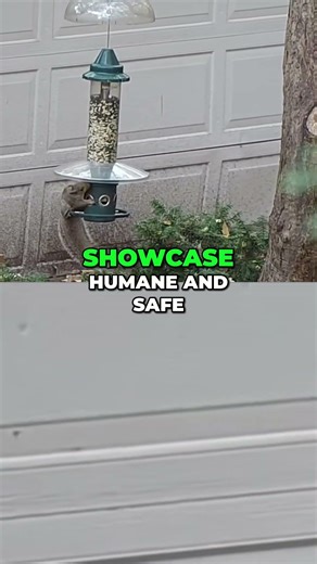 Why are squirrels pests?