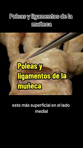 Poleas y Ligamentos de la Muñeca: Anatomía Esencial