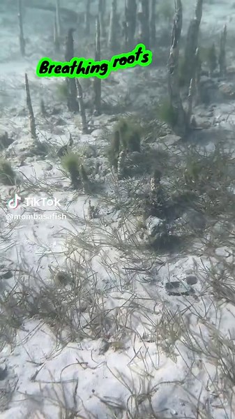 Exploring Breathing Roots in Mangrove Ecosystems