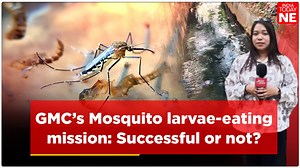 Did GMC’s mosquito-eating fish sink or swim? Two years ago, the Guwahati Municipal Corporation launched a mosquito larvae-eating mission using fish to curb the menace. But today, residents claim the situation has only worsened. IndiaTodayNE reveals what went wrong? | IndiaToday NE