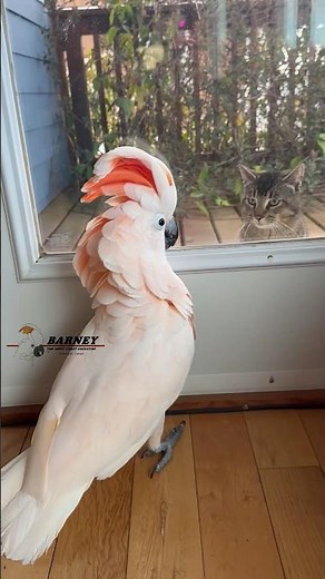 Barney had a new friend stop by for a visit 🧡😻 #barneythewestcoastcockatoo #cockatoo