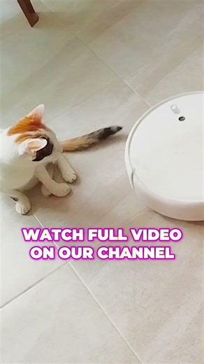 Lily vs Robot Vacuum Part 2 #calicocat #funnycats #catshorts #shorts