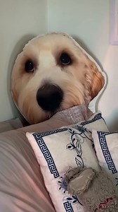 9.2K views · 83 reactions | Sadie and Izzy, we love your Lipton Hall space! Thanks for showing us around 殺   : Annie Emans | New York University | Facebook