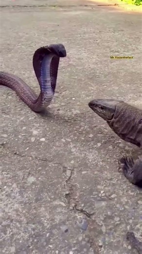 Cat vs. Snake: Who Wins ||😱😱#animal #fact #viral #factsvideo #factsdaily #facttechz #factsshorts