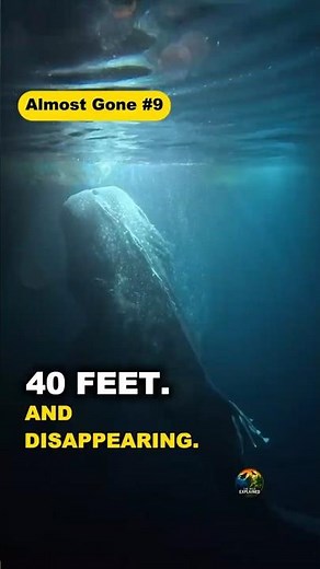 The Biggest Fish on Earth Is Disappearing