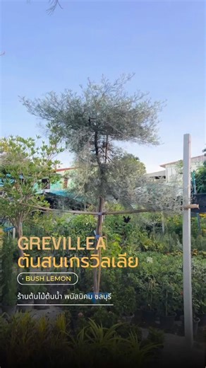 💛🍋 Grevillea Bush Lemon 🌿☀️✨ สนเกรวิลเลียเหลืองเลื้อย เปลี่ยนสวนให้เป็นสไตล์ยุโรปง่ายๆ แค่มีสนเกรวิลเลียเหลืองเลื้อย ✨ ต้นนี้คือที่สุดของความอึด! ชอบแดดจัด รดน้ำเช้า-เย็น น้องก็แฮปปี้แล้วค่ะ ☀️ 🏡 จะเอาไปทำแนวกันชนหรือปลูกประดับคาเฟ่คือปังแน่นอน #สนเกรวิลเลีย #BushLemon #ร้านต้นไม้ชลบุรี #จัดสวน #ต้นไม้ทนแดด | ร้านต้นไม้ต้นน้ำ พนัสนิคม ชลบุรี