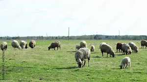 Flock of sheep grazing, eating grass and walking in a field. Rural scene, outdoors. Video in 4K.