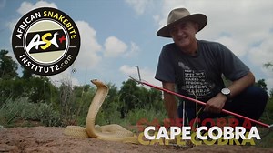 31 reactions · 13 shares | Sign up for a snake handling & snakebite first aid course. Our informative curriculum comprehensively covers snake awareness, identification, myths, first aid for snakebite, and safe handling techniques to remove and relocate venomous snakes. Early booking is essential! | African Snakebite Institute | Facebook