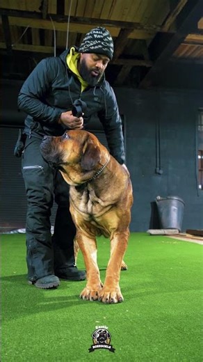 Great Boerboel Behavior Takes Work #boerboels #dogtraining101 #bigdogs
