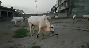 3.9K views · 124 reactions | Masti time | MANI Cattle FARM | Facebook