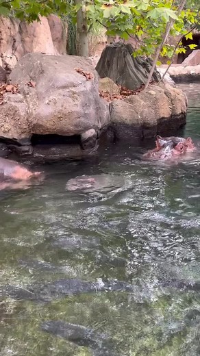 Fritz and big sis Fiona! 9 days left to enter to win the Ultimate Hippo Getaway where you’ll meet all 4 hippos! https://store.cincinnatizoo.org/webstore/shop/ViewItems.aspx?CG=raffle22&C=hippo22 | Cincinnati Zoo & Botanical Garden