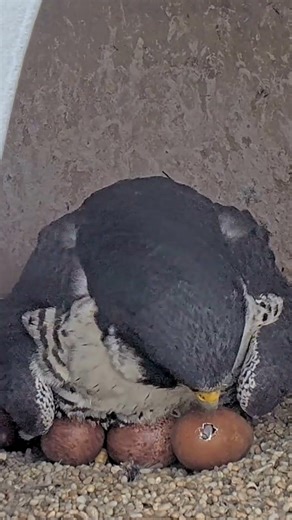 Union County Falcon Cam Highlight / And then there was a pip! #shorts