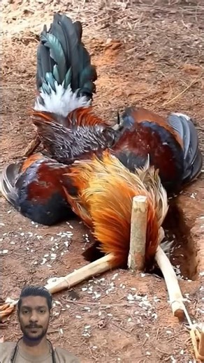 chicken trap easy make