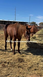POV: THEY WERE SOMEONES HORSES ONCE.. That’s the part people forget. These horses weren’t born for this. They weren’t raised for this. They belonged to someone. They had homes. They had routines. They had a person who brushed them, fed them, cared for them… until one day, they didn’t. Now they’re standing in the kill pen with no one coming back for them — and I’m here trying to get every single one of them out TODAY if I can. This is the reality you don’t see unless you’re standing in the dirt l