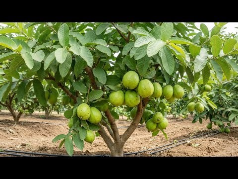 Can You Grow Guava Tree a Tree with Just Kitchen Stuff? Guava Tree pruning grafting techniques