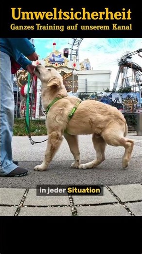 Umweltsicherheit – Unser Blindenführhund-Welpe meistert den Wiener Prater 🐶🎡