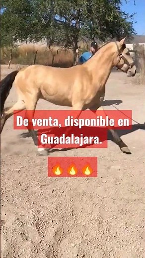 caballos de Venta en Guadalajara. Españoles, aztecas mas. 🤠#rancho #caballos #caballosbailadores