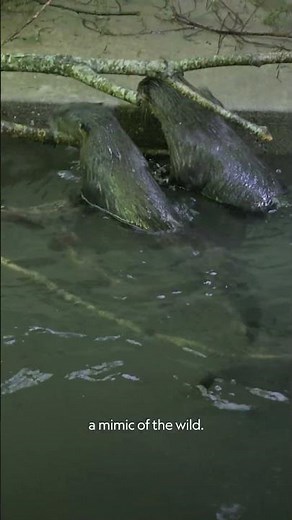 Challenges like these prepare the otters for the outside world 🦦