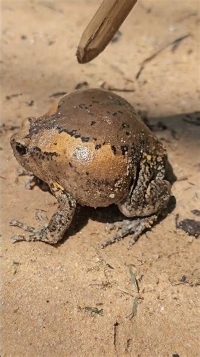 Banded bullfrog amphibian