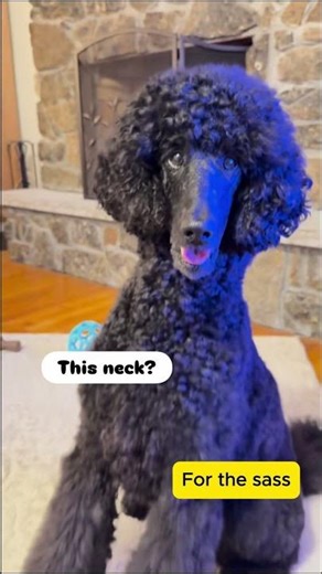 The poodle anatomy - as per the poodle ! #standardpoodle