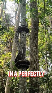 This is the longest snake on the planet 🤯 | LADbible New Zealand