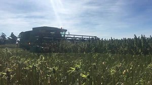 HAVE YOU SEEN A HARVESTER RIGGED SO HIGH? 🚜😯 This hemp crop in north-west Tasmania is nearly 3 metres tall. It's the seeds at the very top that the farmers are after. Tassie is growing most of the nation's crop. The dehulled seeds will be used in things like breads and cereals. | ABC Rural