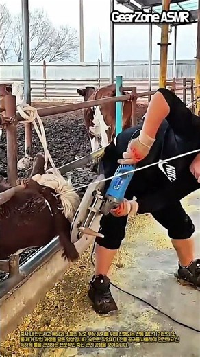 안전한 축사를 위한 소 뿔 제거 관리 작업 #worker #process #cow #farm #livestock