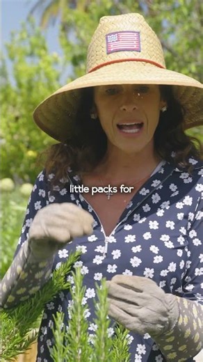 The Easiest Herbs to Start Your Garden in Phoenix, Arizona