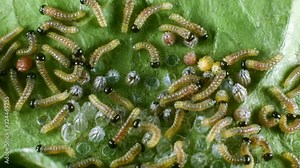 Hatching eggs of the Gulf fritillary, (Agraulis vanillae). A heliconid butterfly whose larvae feed on passion vines (Passiflora). Time-lapse. The caterpillars are eating the egg shells.