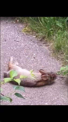#bunny #cute #wildlife #spring #rabbits #throwback