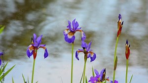wild iris in a pond