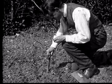 Bean Sprout Time-Lapse: From Seed to Seedling - Root Growth & Plant Development