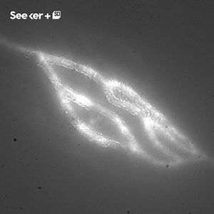 168K views · 231 reactions | A new 3D-printing method creates structures as tiny as the smallest blood vessels in the human body. | Seeker by The Verge | Facebook