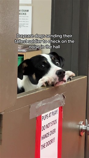 Daycare dogs checking the hallway: tallest dog on patrol
