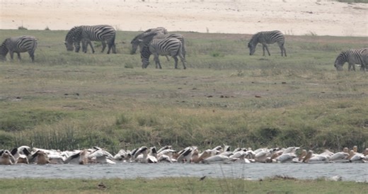 We were incredibly lucky to come across this spectacular pelican feeding frenzy in Chobe National Park. It was an explosion of wings, water and wild energy. 🐦🌊 Hundreds of pelicans worked together in perfect chaos, splashing and scooping fish from the river in a breathtaking display of teamwork and survival. The sound of the beating wings, the rush of water and the sheer number of birds was something I’ll never forget. Nature at its raw, wild and wonderful best. 💙 Follow along for more Africa