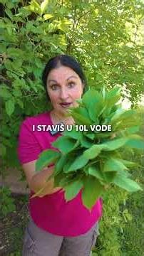 How To Use Elderberry In The Garden?