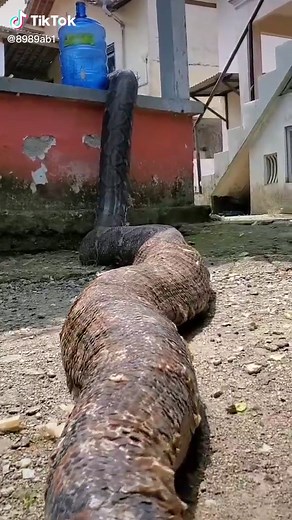 Discover the Fascinating World of Boa Constrictors