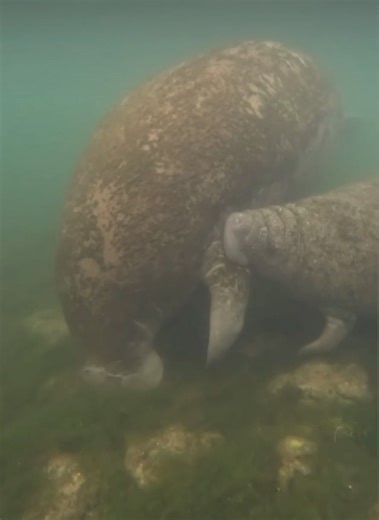 4.7K views · 150 reactions | Manatee Mother and Calf Facts: • The calf begins to nurse within a few hours after birth. •Manatee milk contains mostly water with 20% solids, 7% protein, and 13% fat (lipids). •Calves begin nibbling on plants within a few weeks of birth. : @seaworldorlando | Bird's Underwater Dive Center | Facebook