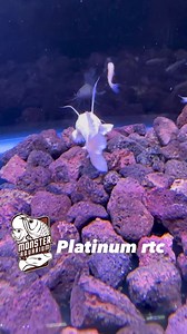 10K views · 95 reactions | @monsteraquarium Platinum Redtail catfish #monsteraquariuminc #monsteraquariumonline #monsteraquariumon9 #redtailcatfish #catfish #platinumredtailcatfish #rtc #monster | Monster Aquarium Inc. | Facebook