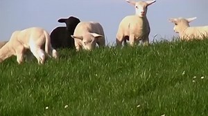 Baby Einstein: 26 DVD Collection Box Set: Disc 26 - Baby's First Sounds: Discoveries for Little Ears 2008 DVD (Speed Up 4x)