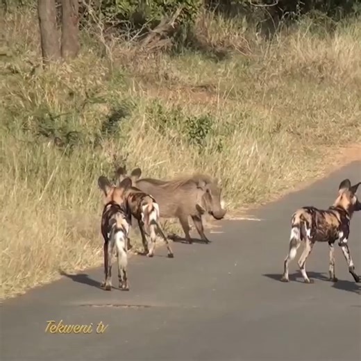771K views · 1.5K reactions | Warthog vs Pack of Wild Dogs Clever Wild Animals | Skywalk Biokovo | Facebook