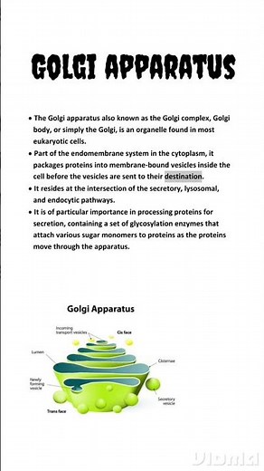 Golgi Apparatus | Cell organelle | NCERT #ncert #csirnet #biology #lifescience