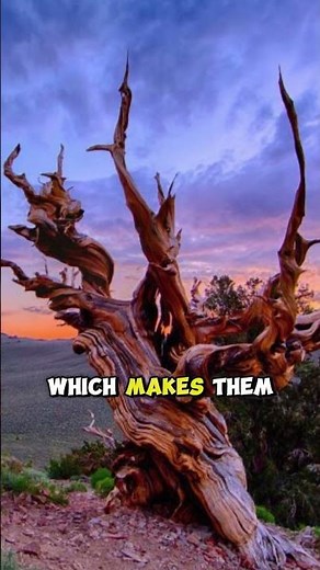 The World’s Oldest Living Tree Is 4,800+ Years Old 🌲 || #tree #nature #earth