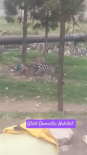 Zebra living with Donkeys #trendingshorts #trending #life #wildlife #nature #zebra