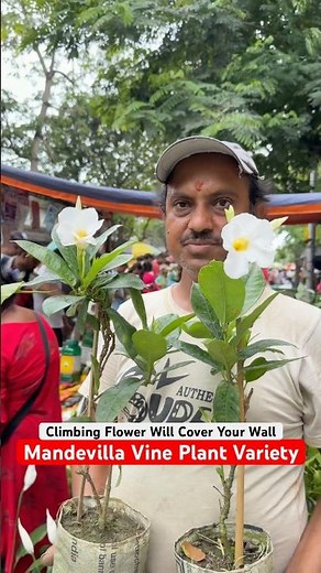 Turn Your Wall into Flowers 🌸 Mandevilla Vine at Galiffstreet!