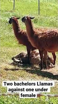 MATING SEASON FOR LLAMAS.