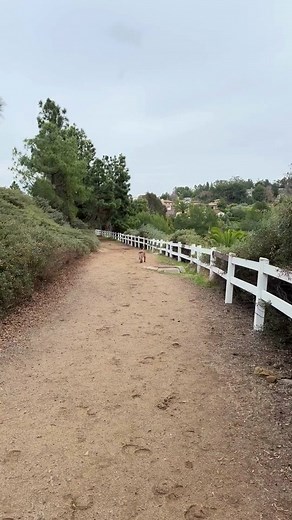 Training Tips for Red Heeler Cattle Dogs