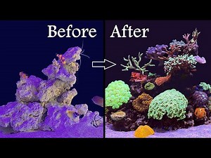 Red Sea Reefer 350: One Year of Coral and Fish Growth