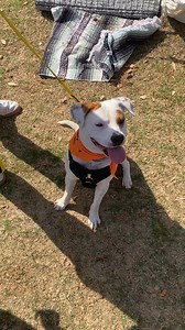 11K views · 38 reactions | Daro A1240254 https://adopt.adopets.com/pet/cc546d72-e846-4856-a06a-f9800c54dcf3 | Dallas Animal Services and Adoption Center | Facebook